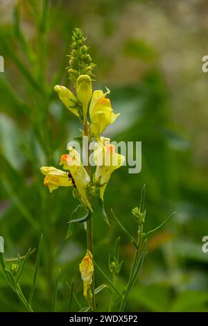 Linaria vulgaris gewöhnliche röhrenflachsgelbe Wildblumen blühen auf der Wiese, kleine blühende Pflanzen im grünen Gras. Blühendes Blumenfeld YEL Stockfoto