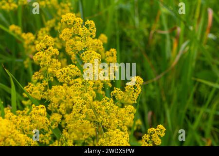 Galium verum, Frauenstroh oder gelbes Bettstroh, niedrige Krabbelpflanze, Blätter breit, glänzend dunkelgrün, behaart darunter, Blumen gelb und produzierte i Stockfoto