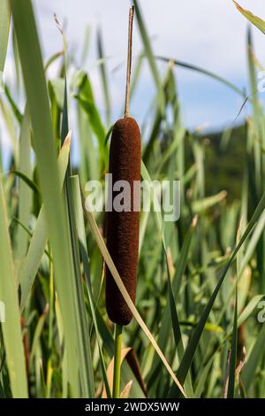 typha Wildpflanze am Teich, sonniger Sommertag. Typha angustifolia oder Cattail. Stockfoto