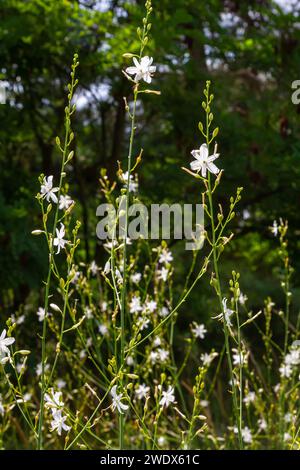 Zerbrechliche weiße und gelbe Blüten von Anthericum ramosum, sternförmig, wachsen auf einer Wiese in wilder Wildnis, verschwommener grüner Hintergrund, warme Farben, helles an Stockfoto