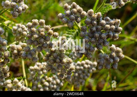 Gemeine Schafgarbe Achillea millefolium weiße Blüten aus der Nähe, floraler Hintergrund grüne Blätter. Heilorganische Naturkräuter, Pflanzenkonzept. Wilder Yarro Stockfoto