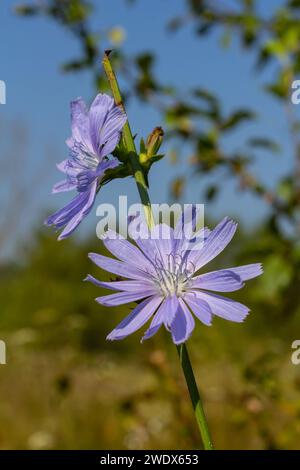 Zarte blaue Zichorienblüten, Pflanzen mit dem lateinischen Namen Cichorium intybus auf einem unscharfen natürlichen Hintergrund, schmale Fokusfläche. Stockfoto