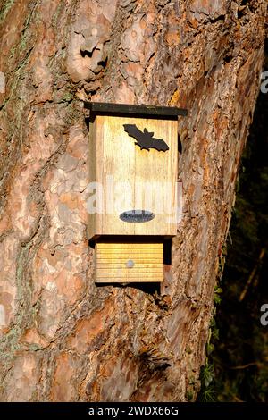 British Woodland im Winter - eine Fledermausbox in Dowdeswell Woods, Cheltenham, Gloucestershire Stockfoto