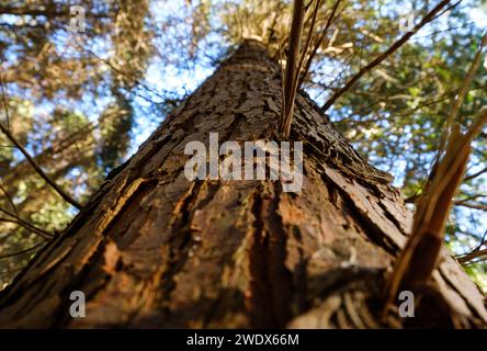 Britisches Waldland im Winter - Dowdeswell Woods, Cheltenham, Gloucestershire Stockfoto