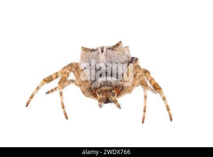 Braune tropische Zelt-Spinnen isoliert auf weißem Hintergrund, Cyrtophora citricola Stockfoto