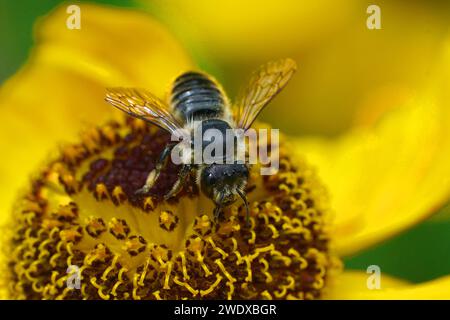 Natürliche Nahaufnahme auf einer Flickenteppelbiene, Megachile centuncularis auf einem orangefarbenen Helenium autumnale Stockfoto