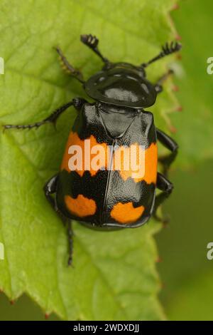 Detaillierte Nahaufnahme eines bunten gewöhnlichen Begräbniskäfers, Nicrophorus vespilloides auf einem grünen Blatt Stockfoto