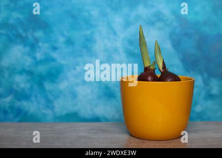 Sprießende Tulpen in einem gelben Blumentopf auf blauem Aquarellhintergrund Stockfoto