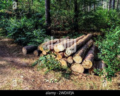 Abgesägte Baumstämme werden in einem Wald für die Holzindustrie gestapelt oder in Biomasseanlagen verbrannt. Bäume schneiden Stockfoto