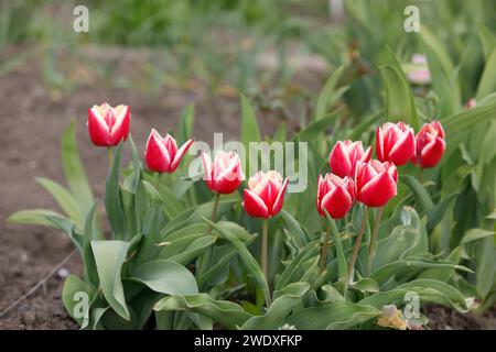 Ungewöhnliche rote Tulpen wachsen im Garten Stockfoto