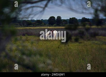 Ein gemaltes wildes Pony weidet im Sumpf auf Assateague Island. Stockfoto