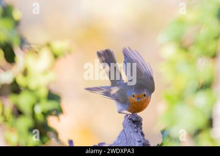 Vogelgärtnerei, der rotkehlchen (Erithacus rubecula) in meinem Garten. Stockfoto