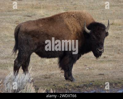 Mächtiger Yellowstone-Bison, Stockfoto