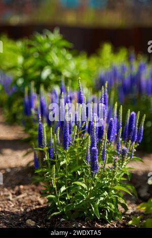 In einem Blumenbeet im Park wachsen Stiele mit wunderschönen lila Blumen Stockfoto