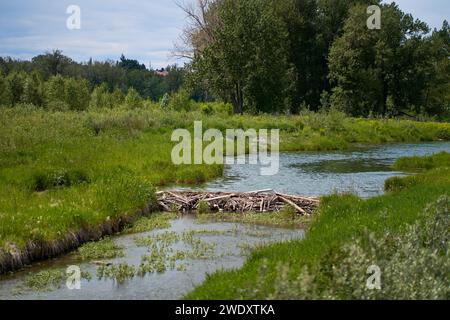 Der Biberdamm wurde auf einem Fluss im Wald errichtet. Ruhiges, sonniges Sommerwetter Stockfoto