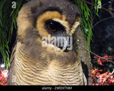 Entzückende Nahaufnahme eines maskierten Eulengesichts in Tokyo Brown Stockfoto