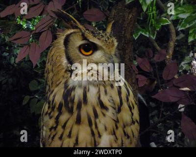 Begegnung mit einer gestreiften Eule in Tokio Stockfoto