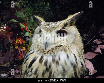 Niedliche Nahaufnahme eines Tokio White gestreiften Eulengesichts Stockfoto