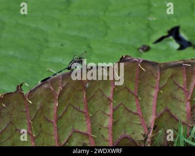 Libelle, die auf dem Lilienaufsatz sitzt Stockfoto