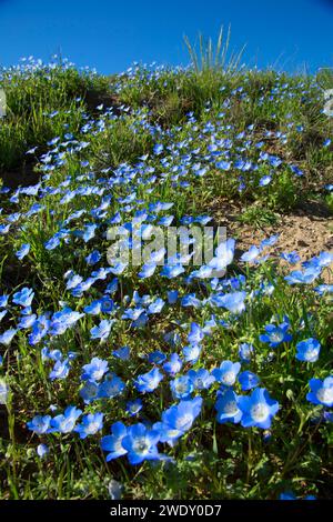 Baby blaue Augen (Nemophila Menziesii), Carrizo Plain National Monument, Kalifornien Stockfoto