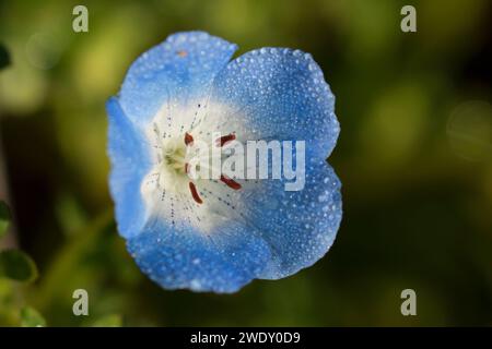 Baby blaue Augen (Nemophila Menziesii), Carrizo Plain National Monument, Kalifornien Stockfoto