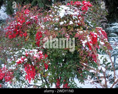 Blühender Sträucher mit Schnee und Beeren in einem winterlichen Garten Stockfoto