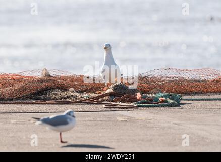 Stehende große Schwarzmöwe (Larus marinus) in Leigh on Sea, Essex Stockfoto