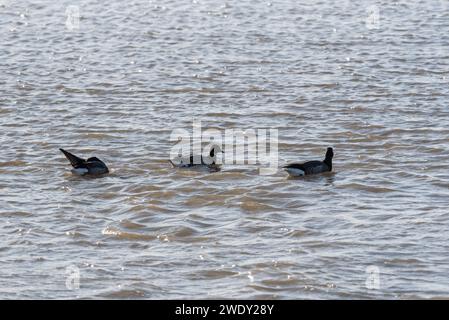 Drei schwimmende Brent-Gänse (Branta bernicla) in Leigh on Sea, Essex Stockfoto