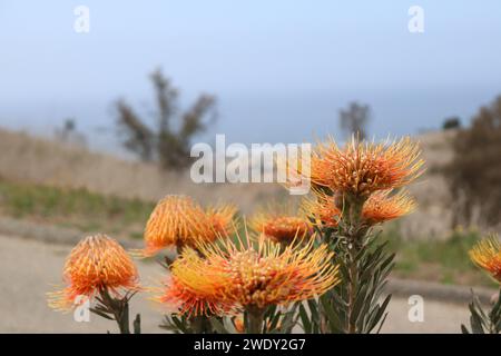 Fesselnde Protea in der Blüte Stockfoto