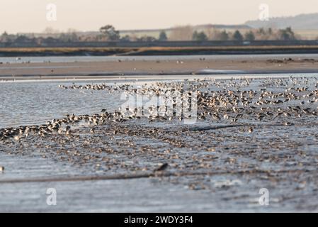 Auf der Suche nach Watvögeln, hauptsächlich Red Knot (Calidris canutus) in Leigh on Sea, Essex Stockfoto