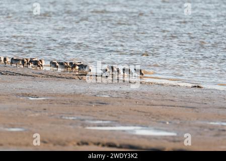 Auf der Suche nach Watvögeln, hauptsächlich Red Knot (Calidris canutus) in Leigh on Sea, Essex Stockfoto