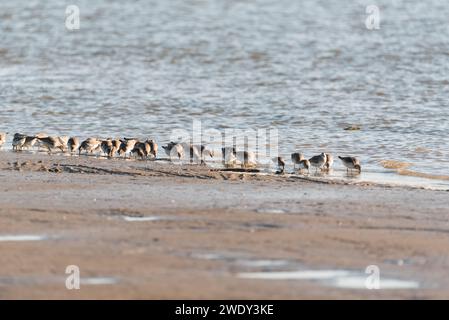 Auf der Suche nach Watvögeln, hauptsächlich Red Knot (Calidris canutus) in Leigh on Sea, Essex Stockfoto