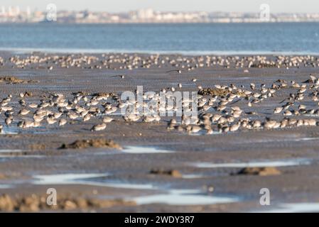 Auf der Suche nach Watvögeln, hauptsächlich Red Knot (Calidris canutus) in Leigh on Sea, Essex Stockfoto