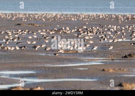 Auf der Suche nach Watvögeln, hauptsächlich Red Knot (Calidris canutus) in Leigh on Sea, Essex Stockfoto