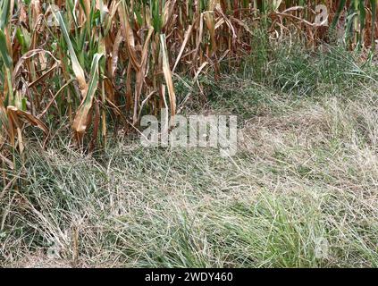 Maisstalks und Heu am Ende der Sommersaison Stockfoto