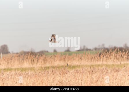 Jagdweibchen (Circus aeruginosus) über einem Schilfbett in Essex Stockfoto