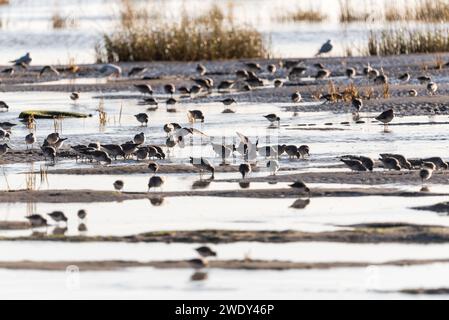 Auf der Suche nach Watvögeln, hauptsächlich Red Knot (Calidris canutus) mit etwas Dunlin in Leigh on Sea, Essex Stockfoto