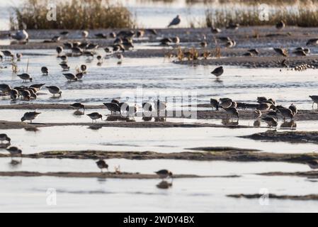 Auf der Suche nach Watvögeln, hauptsächlich Red Knot (Calidris canutus) mit etwas Dunlin in Leigh on Sea, Essex Stockfoto