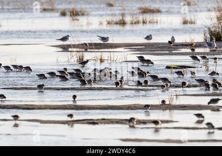 Auf der Suche nach Watvögeln, hauptsächlich Red Knot (Calidris canutus) mit etwas Dunlin in Leigh on Sea, Essex Stockfoto