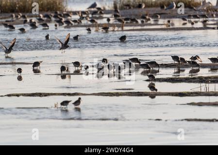 Auf der Suche nach Watvögeln, hauptsächlich Red Knot (Calidris canutus) mit etwas Dunlin in Leigh on Sea, Essex Stockfoto