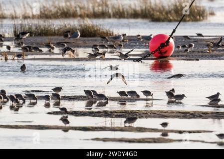 Auf der Suche nach Watvögeln, hauptsächlich Red Knot (Calidris canutus) mit etwas Dunlin in Leigh on Sea, Essex Stockfoto