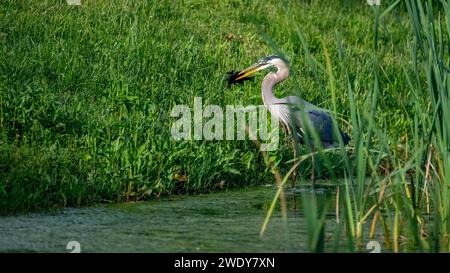 Großer Blaureiher mit einem Speer-Fisch-Essen Stockfoto