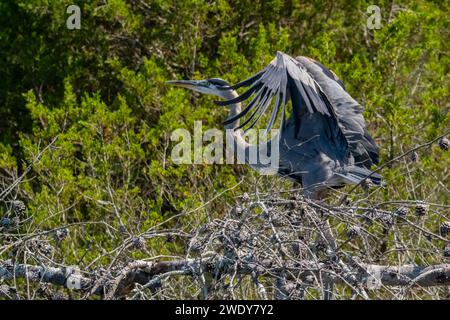 Großer Blaureiher mit Wingspread für den Pre-Flight Stockfoto