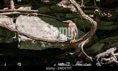 Green Heron thront auf einer Weinrebe im Burgess Falls State Park Stockfoto