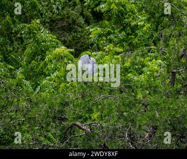 Der große Blaureiher schläft in Tree am Cherokee Lake, TN Stockfoto