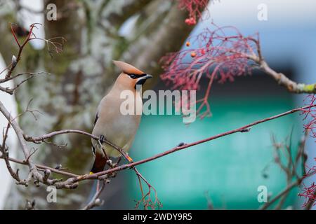 Wachsflügel, Bombycilla Garrulus, im Busch thront Stockfoto