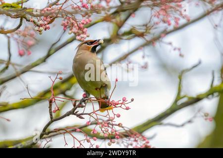 Wachsflügel, Bombycilla Garrulus, hoch oben in Rowan Baum Stockfoto