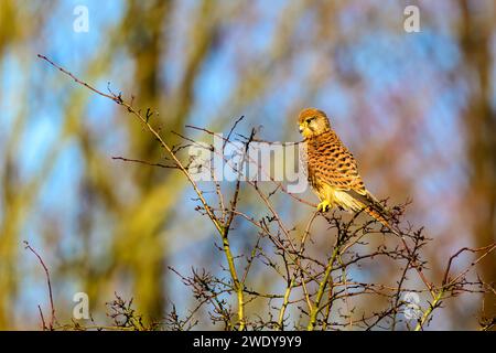 Weibliches Kestrel, Falco Tinnunkulus, auf einem Baumzweig Stockfoto