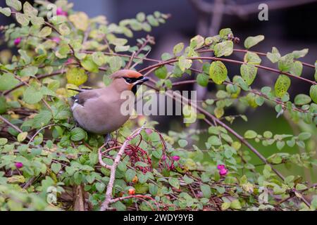 Wachsflügel, Bombycilla Garrulus, hoch oben in Rowan Baum Stockfoto