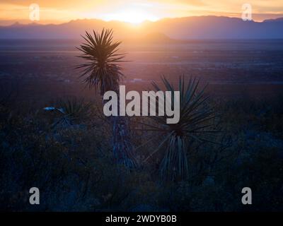Wunderschöner Sonnenuntergang über den Rockies in der Ferne, Yukkenpflanzen wurden durch die Lichter hervorgehoben. Alles ist so friedlich. Stockfoto